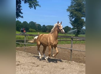 Polish sport horse Mix, Gelding, 3 years, 16.2 hh, Palomino