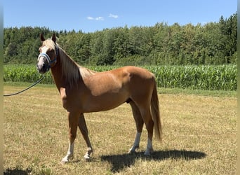 Polish sport horse, Gelding, 3 years, 16 hh, Chestnut-Red
