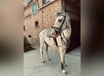 Polish sport horse, Gelding, 3 years, 16 hh, Grey
