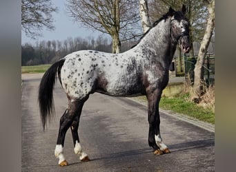 Polish sport horse, Gelding, 3 years, 16 hh, Leopard-Piebald