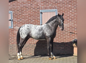 Polish sport horse, Gelding, 3 years, 16 hh, Leopard-Piebald