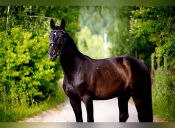 Polish sport horse, Gelding, 3 years, 16 hh, Smoky-Black