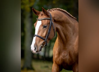 Polish sport horse, Gelding, 3 years, Chestnut-Red
