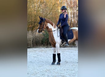 Polish sport horse, Gelding, 4 years, 15.2 hh, Pinto