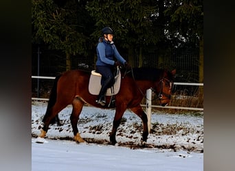 Polish sport horse, Gelding, 4 years, 15,2 hh, Brown