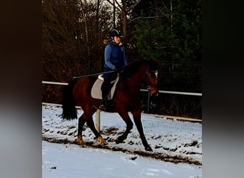 Polish sport horse, Gelding, 4 years, 15,2 hh, Brown