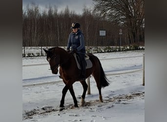 Polish sport horse, Gelding, 4 years, 15,2 hh, Brown