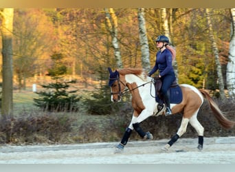 Polish sport horse, Gelding, 4 years, 15,2 hh, Pinto