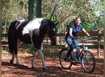 Polish sport horse, Gelding, 4 years, 15,2 hh, Pinto