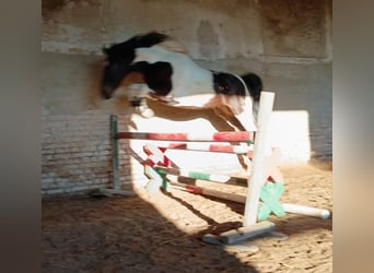 Polish sport horse, Gelding, 4 years, 15,2 hh, Pinto