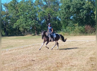 Polish sport horse, Gelding, 4 years, 15,2 hh, Pinto