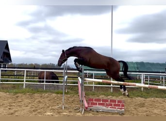 Polish sport horse, Gelding, 4 years, 16.1 hh, Bay-Dark