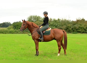 Polish sport horse, Gelding, 4 years, 16.1 hh, Chestnut-Red
