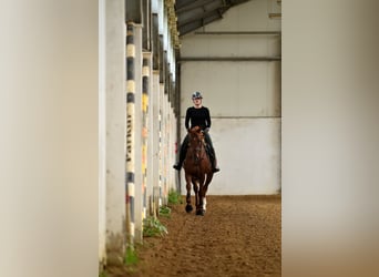 Polish sport horse, Gelding, 4 years, 16.1 hh, Chestnut-Red
