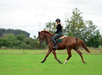 Polish sport horse, Gelding, 4 years, 16.1 hh, Chestnut-Red