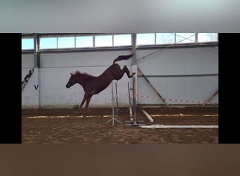 Polish sport horse, Gelding, 4 years, 16.1 hh, Chestnut-Red
