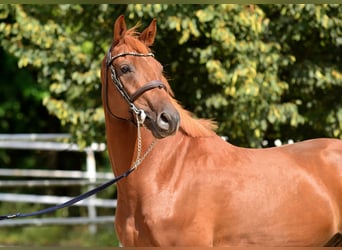 Polish sport horse, Gelding, 4 years, 16.1 hh, Chestnut-Red