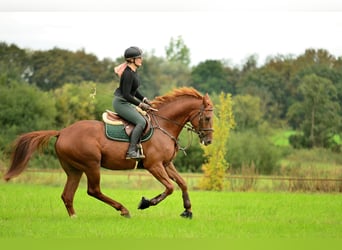 Polish sport horse, Gelding, 4 years, 16.1 hh, Chestnut-Red