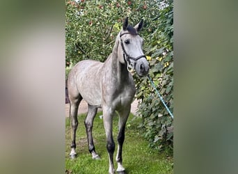Polish sport horse, Gelding, 4 years, 16.1 hh, Grey