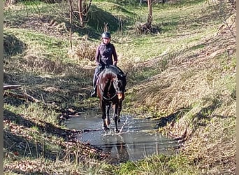 Polish sport horse, Gelding, 4 years, 16.2 hh, Brown