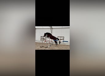 Polish sport horse, Gelding, 4 years, 16.3 hh, Bay-Dark