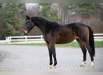 Polish sport horse, Gelding, 4 years, 16.3 hh, Brown