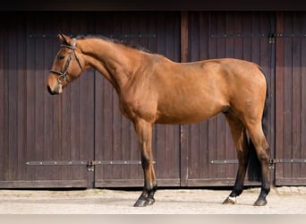 Polish sport horse, Gelding, 4 years, 16.3 hh, Brown