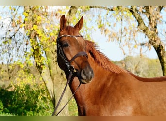 Polish sport horse, Gelding, 4 years, 16,1 hh, Chestnut-Red
