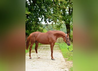 Polish sport horse, Gelding, 4 years, 16,1 hh, Chestnut-Red