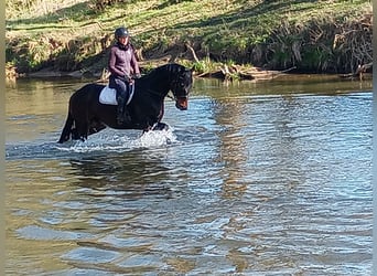 Polish sport horse, Gelding, 4 years, 16,2 hh, Brown