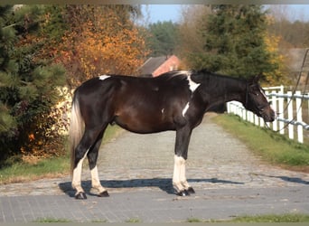 Polish sport horse, Gelding, 4 years, 16,2 hh, Pinto