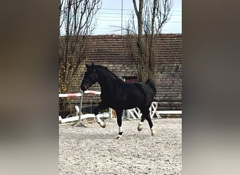 Polish sport horse, Gelding, 4 years, 16,2 hh, Smoky-Black