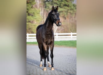 Polish sport horse, Gelding, 4 years, 16,3 hh, Brown