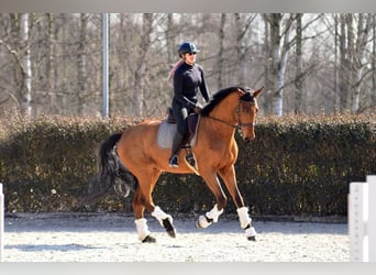 Polish sport horse, Gelding, 4 years, 16,3 hh, Brown