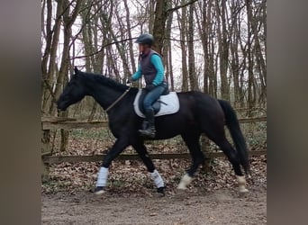Polish sport horse, Gelding, 4 years, 17 hh, Black