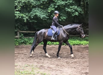 Polish sport horse, Gelding, 4 years, 17 hh, Black