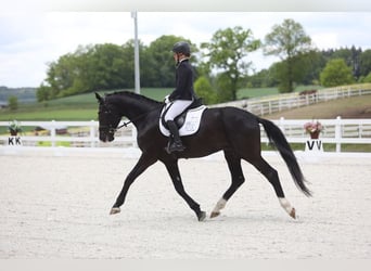 Polish sport horse, Gelding, 4 years, 17 hh, Black