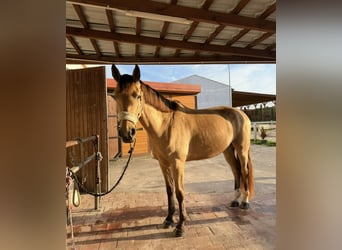 Polish sport horse, Gelding, 4 years, 17,1 hh, Buckskin