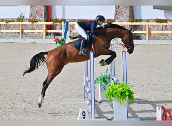 Polish sport horse, Gelding, 4 years, Bay