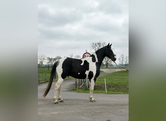 Polish sport horse, Gelding, 5 years, 15.3 hh, Pinto