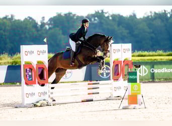 Polish sport horse, Gelding, 5 years, 16.2 hh, Bay-Dark