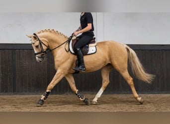 Polish sport horse, Gelding, 5 years, 16.2 hh, Palomino