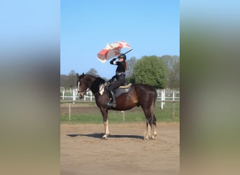 Polish sport horse, Gelding, 5 years, 16.3 hh, Pinto