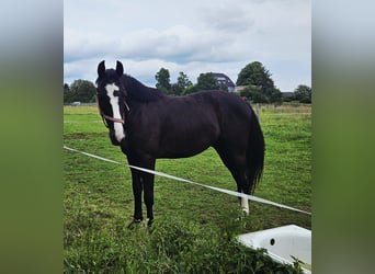Polish sport horse, Gelding, 5 years, 16 hh, Black