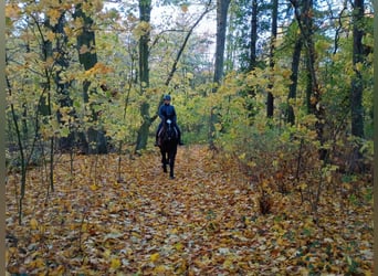 Polish sport horse, Gelding, 5 years, 16,1 hh, Black