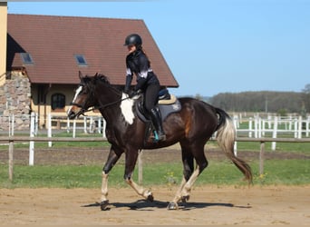 Polish sport horse, Gelding, 5 years, 16,2 hh, Pinto