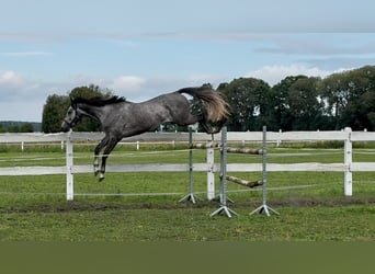 Polish sport horse, Gelding, 5 years, 17 hh, Grey-Dapple
