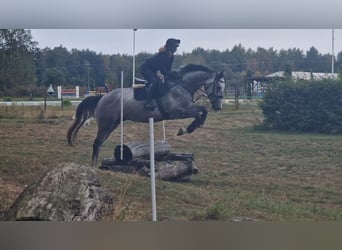 Polish sport horse, Gelding, 5 years, 17,2 hh, Grey