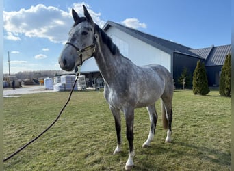 Polish sport horse, Gelding, 5 years, Grey