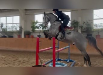Polish sport horse, Gelding, 5 years, Grey